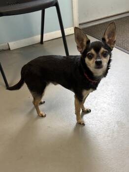 Blackie -  Chihuahua Dog for Adoption in Big Rapids, Michigan - Blackie | PetCurious