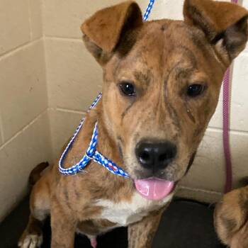 STONEMAN -  Mixed Breed Dog for Adoption in Memphis, Tennessee - STONEMAN | PetCurious