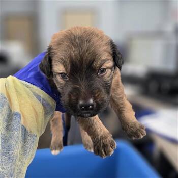 Mixed Breed Dogs Available for Adoption in Dallas, Texas - FOCACCIA | PetCurious