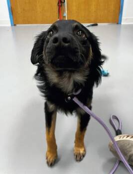 Australian Shepherd Dogs Available for Adoption in Hartsville, South Carolina - Pedro | PetCurious