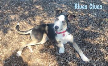 Rescue Mixed Breed Dogs for Adoption in Elburn, Illinois - Blues Clues | PetCurious