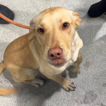 Labrador Retriever and Mixed Breed Dogs Available for Adoption - Bo | PetCurious