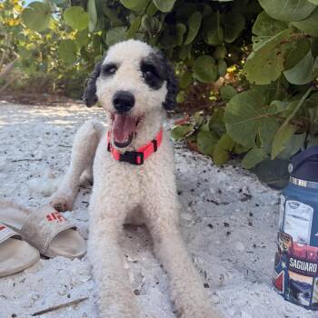 Ravioli -  Standard Poodle Dog for Adoption in Tampa, Florida - Ravioli | PetCurious