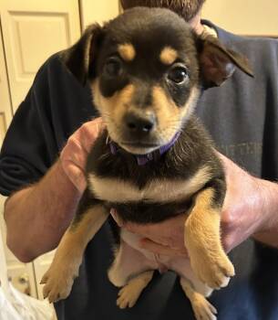 Terrier Dogs Available for Adoption - Princess (PW 57) | PetCurious