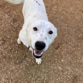 Gosling -  Mixed Breed Dog for Adoption in Bentonville, Arkansas - Gosling | PetCurious