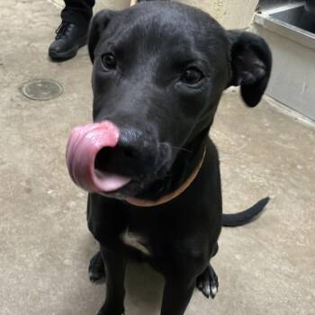 Riley -  Black Labrador Retriever Dog for Adoption in Palestine, Texas - Riley | PetCurious