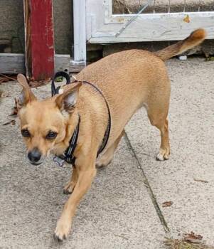 Pico in RI -  Chihuahua Dog for Adoption in Cranston, Rhode Island - Pico In RI | PetCurious
