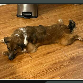 Scooby -  Shetland Sheepdog Sheltie and Australian Cattle Dog Blue Heeler Dog for Adoption in Potomac, Maryland - Scooby | PetCurious