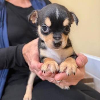 Border Terrier Dogs Available for Adoption - Stingray | PetCurious