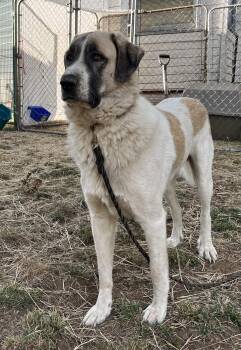 Anatolian Shepherd Dogs Available for Adoption - Bosco | PetCurious