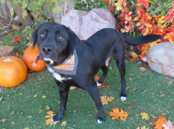 Rescue Black Labrador Retriever Dogs for Adoption in Oklahoma City, Oklahoma - MOBY 465589 | PetCurious