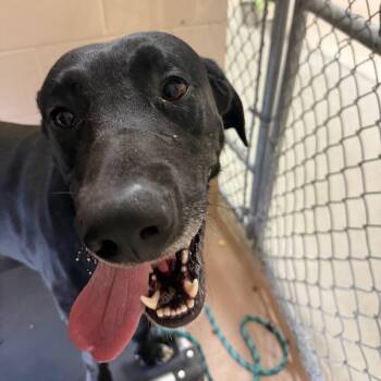 Panzon -  Great Dane and Black Labrador Retriever Dog for Adoption in Reno, Nevada - Panzon | PetCurious
