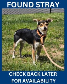 Rat Terrier and Mixed Breed Dogs Available for Adoption in Hamilton Township, New Jersey - EARL GREY | PetCurious