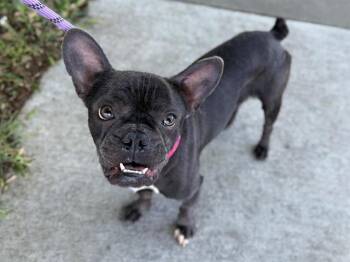 French Bulldog Dogs Available for Adoption - PEGGY GOU | PetCurious