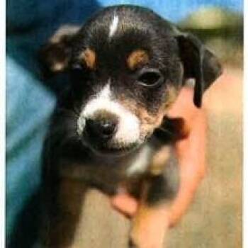 Chihuahua Dogs Available for Adoption in Long Beach, California - Chantilly | PetCurious