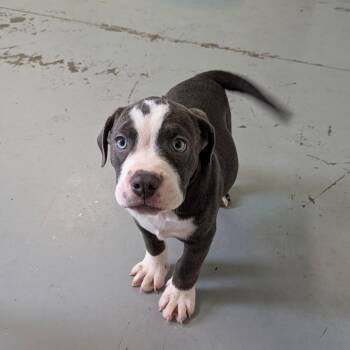 Titus -  English Bulldog Dog for Adoption in Chico, California - Titus | PetCurious