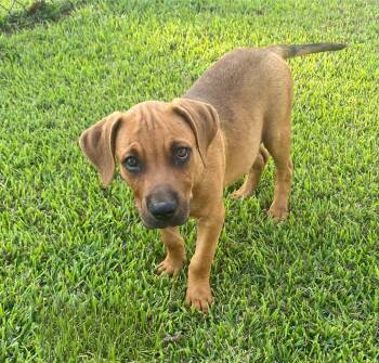 Rocky -  Hound Dog for Adoption in Glocester, Rhode Island - Rocky | PetCurious