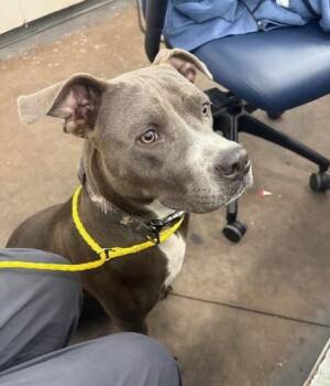 Rescue Mixed Breed Dogs for Adoption in Dallas, Texas - KIME | PetCurious