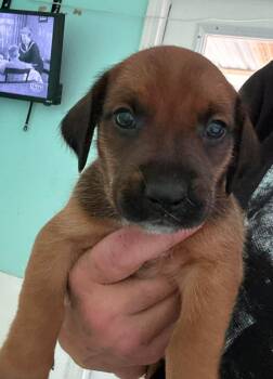 Raj - Puppy of Pennie -  Irish Setter Dog for Adoption in Osteen, Florida - Raj - Puppy Of Pennie | PetCurious