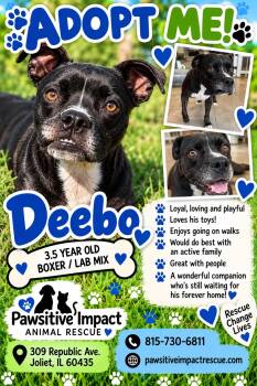 Deebo -  Boxer Dog for Adoption in Shorewood, Illinois - Deebo | PetCurious