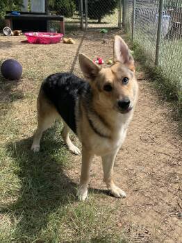 Detective -  German Shepherd Dog Dog for Adoption in Mishawaka, Indiana - Detective | PetCurious