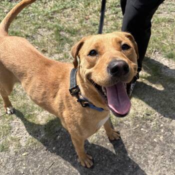 Nora -  Retriever and Terrier Dog for Adoption in Eatontown, New Jersey - Nora | PetCurious