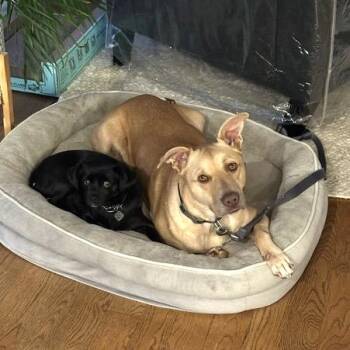 Little Bit -  Mixed Breed Dog for Adoption in San Francisco, California - Little Bit | PetCurious