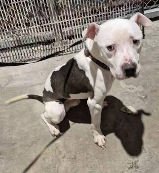 American Staffordshire Terrier Dogs Available for Adoption - NEAL | PetCurious