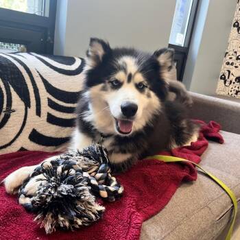 Rescue Husky Dogs for Adoption in Oak Park, Illinois - Luigi | PetCurious