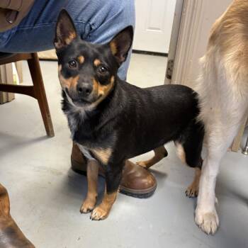 Rescue Lancashire Heeler Dogs for Adoption in Chicago, Illinois - Squishman Arriving 11/18 | PetCurious