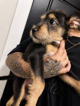 Scrappy Snuggles -  Cairn Terrier and Mixed Breed Dog for Adoption in Saugus, Massachusetts - Scrappy Snuggles | PetCurious