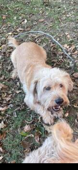 Poodle Dogs Available for Adoption in Zimmerman, Minnesota - Gunther  | PetCurious