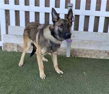 German Shepherd Dog Dogs Available for Adoption in Modesto, California - ASTRO | PetCurious
