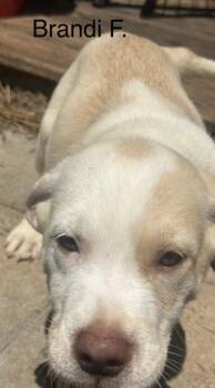 Brandy -  Labrador Retriever and Mixed Breed Dog for Adoption in Parma, Ohio - Brandy | PetCurious