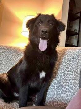 Maremma Sheepdog Dogs Available for Adoption - Sparta | PetCurious