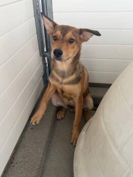 Phelix -  Australian Cattle Dog Blue Heeler Dog for Adoption in Fort Lupton, Colorado - Phelix | PetCurious
