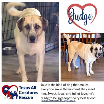 Anatolian Shepherd Dogs Available for Adoption in Alvarado, Texas - Judge | PetCurious