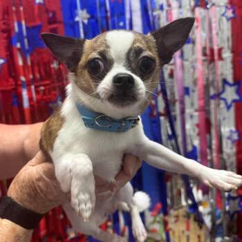 Winston -  Chihuahua Dog for Adoption in Normal, Illinois - Winston | PetCurious