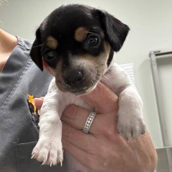 Harper -  Beagle and Chihuahua Dog for Adoption in Normal, Illinois - Harper | PetCurious