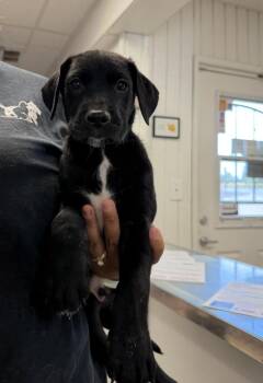 Klaus -  Great Dane and Golden Retriever Dog for Adoption in Ontario, California - Klaus | PetCurious