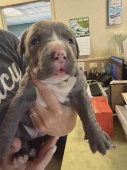 Selene -  Pit Bull Terrier Dog for Adoption in Rockwall, Texas - Selene | PetCurious
