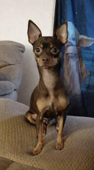 Maizee -  Miniature Pinscher Dog for Adoption in Columbia, Tennessee - Maizee | PetCurious
