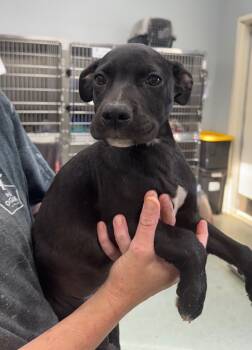 Rescue Mixed Breed Dogs for Adoption in Danielsville, Georgia - Jaskier | PetCurious