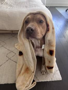 Mixed Breed Dogs Available for Adoption in Chamblee, Georgia - Nicki- IN FOSTER | PetCurious