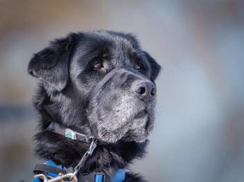 Black Labrador Retriever Dogs Available for Adoption in Pointe-fortune, Quebec - Sam | PetCurious