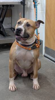 Rescue Terrier Dogs for Adoption - ROCCO | PetCurious