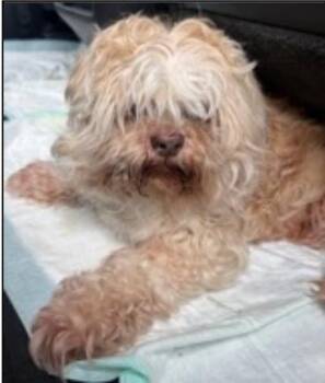 Maximilian -  Mixed Breed Dog for Adoption in Creston, California - Maximilian | PetCurious