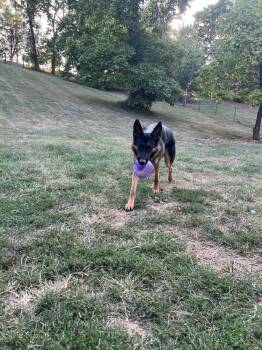 German Shepherd Dog Dogs Available for Adoption in Loveland, Ohio - Knox | PetCurious