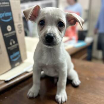 Cog -  Terrier Dog for Adoption in Columbia, South Carolina - Cog | PetCurious