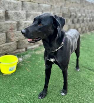 Maddy -  Black Labrador Retriever Dog for Adoption in Lewiston, Idaho - Maddy | PetCurious